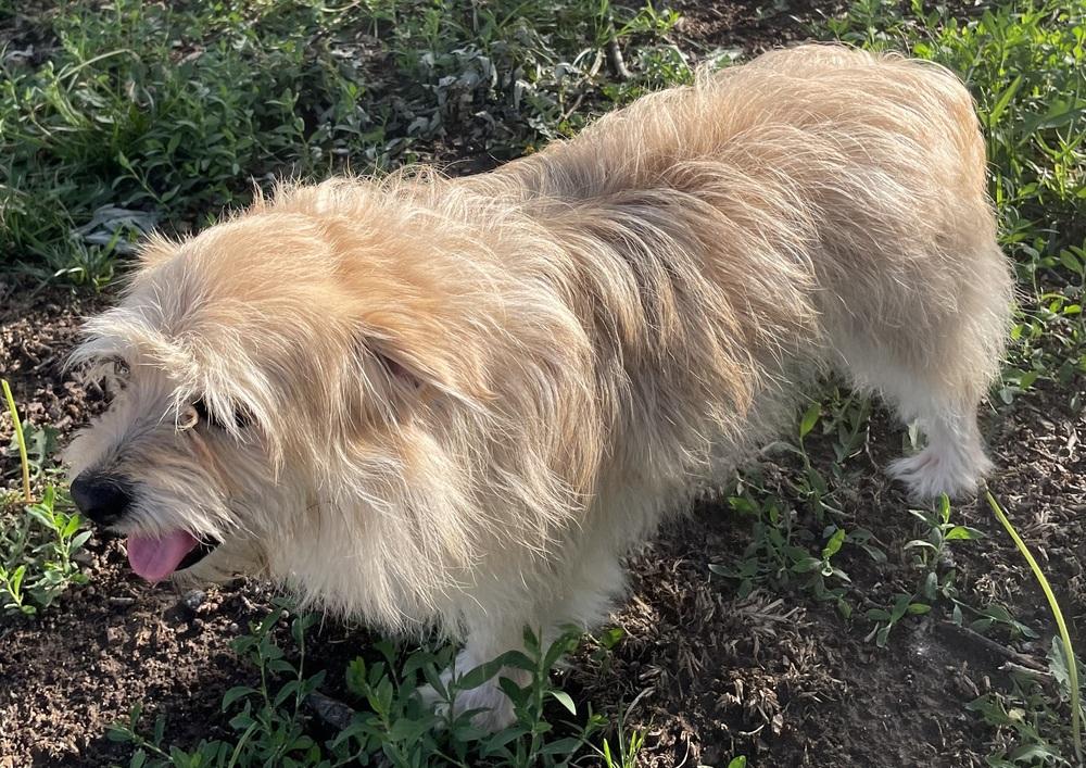 Oak, a Adopted mixed breed in Minneapolis, KS image 3/3