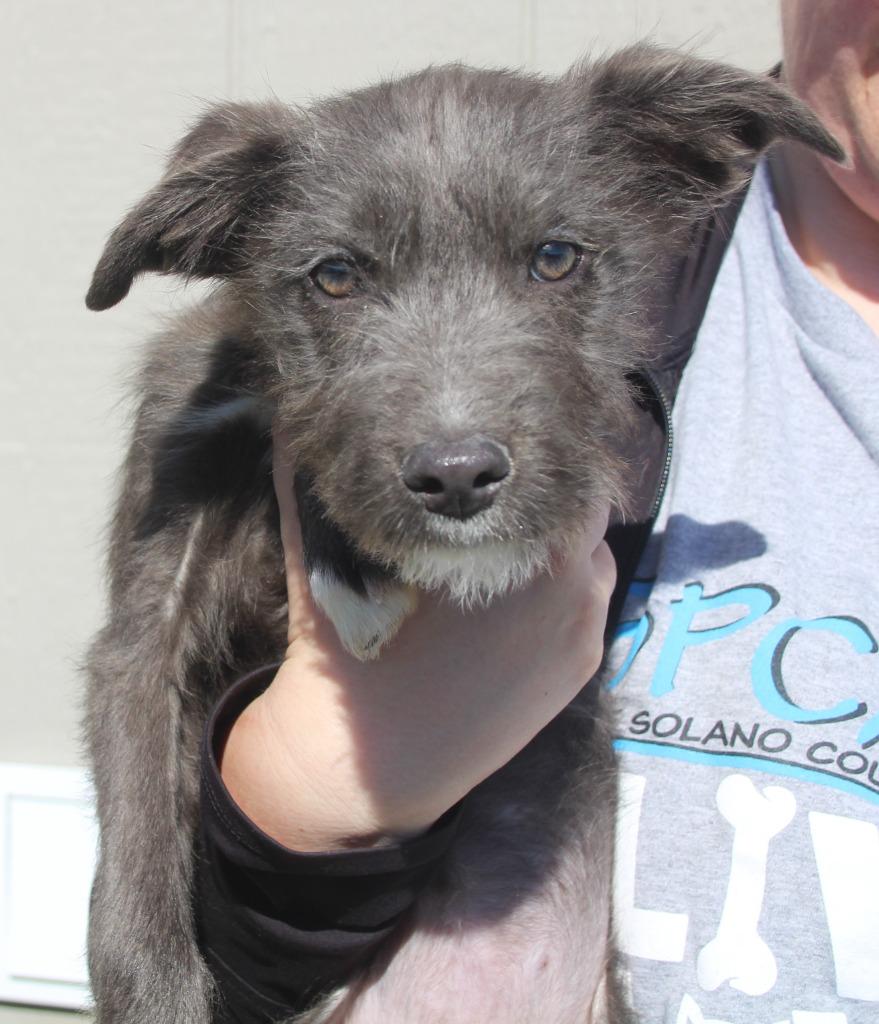 Britini, Adoptable, Puppy Female Terrier & Mixed Breed.