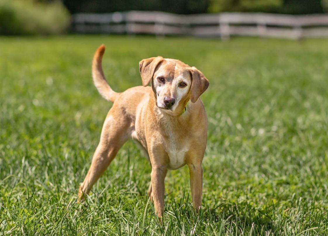 Enlarge Twain, a Adopted mixed breed in Landenberg, PA image 2/3