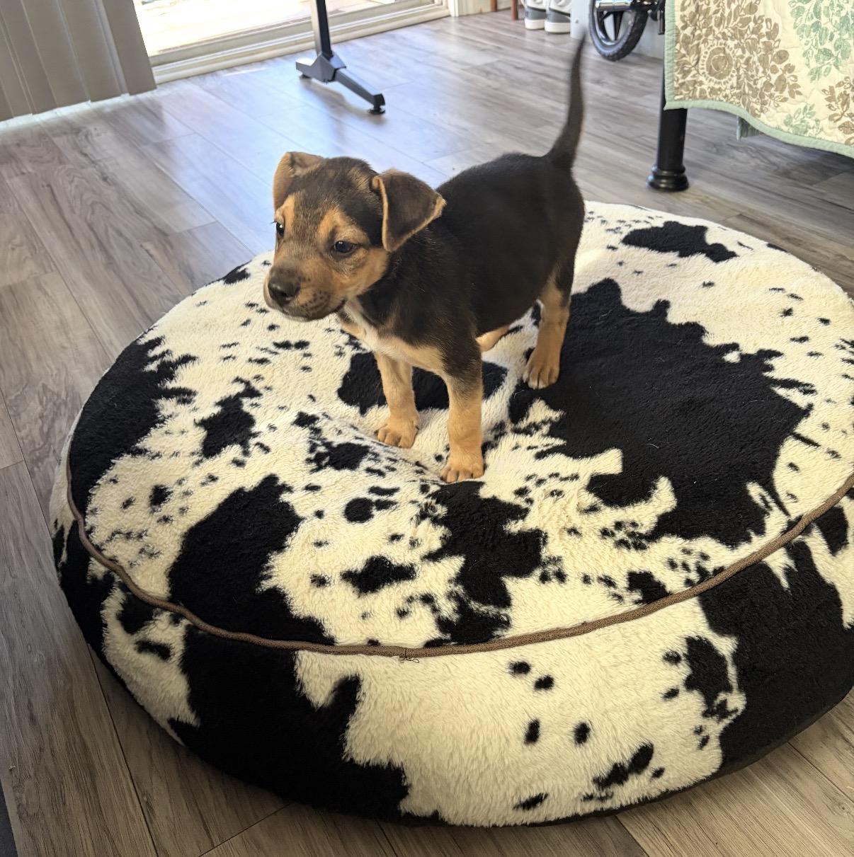 Isaac, Adoptable, Puppy Male Beagle & Border Collie.