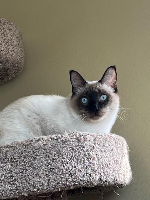 Binx - part of bonded pair, Adoptable, Young Male Siamese.