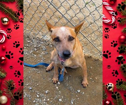 Enlarge Sprinkles, a Adoptable mixed breed in Fresno, CA image 1/3