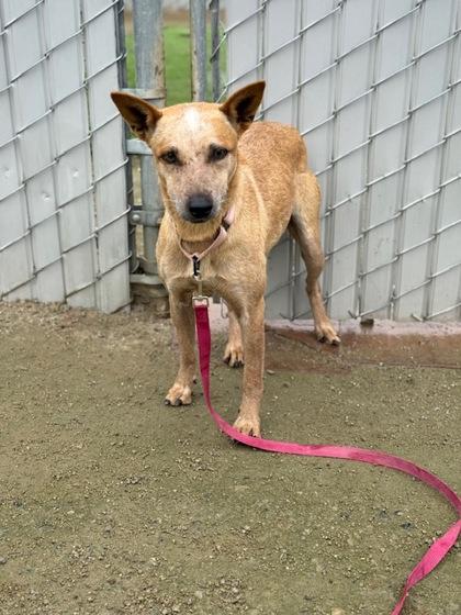 Enlarge Sprinkles, a Adoptable mixed breed in Fresno, CA image 2/3