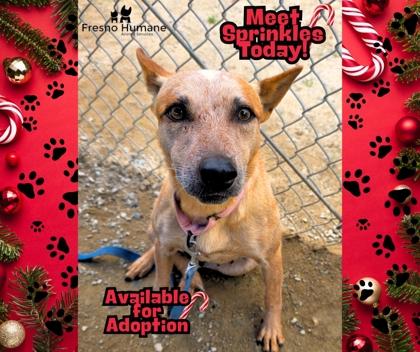 Enlarge Sprinkles, a Adoptable mixed breed in Fresno, CA image 3/3