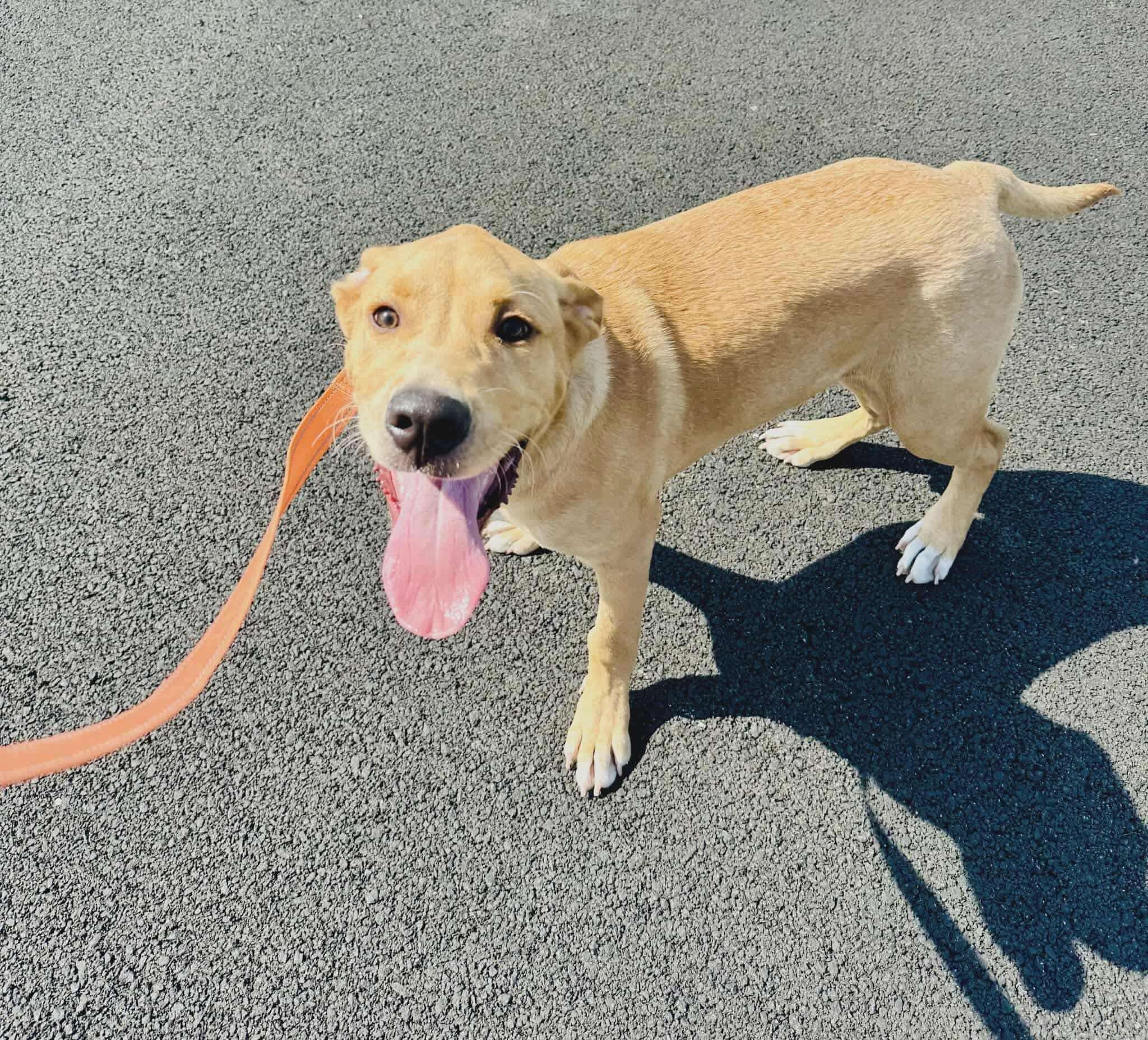 Enlarge Kolt, a Adoptable Labrador Retriever in Indianapolis, IN image 2/3