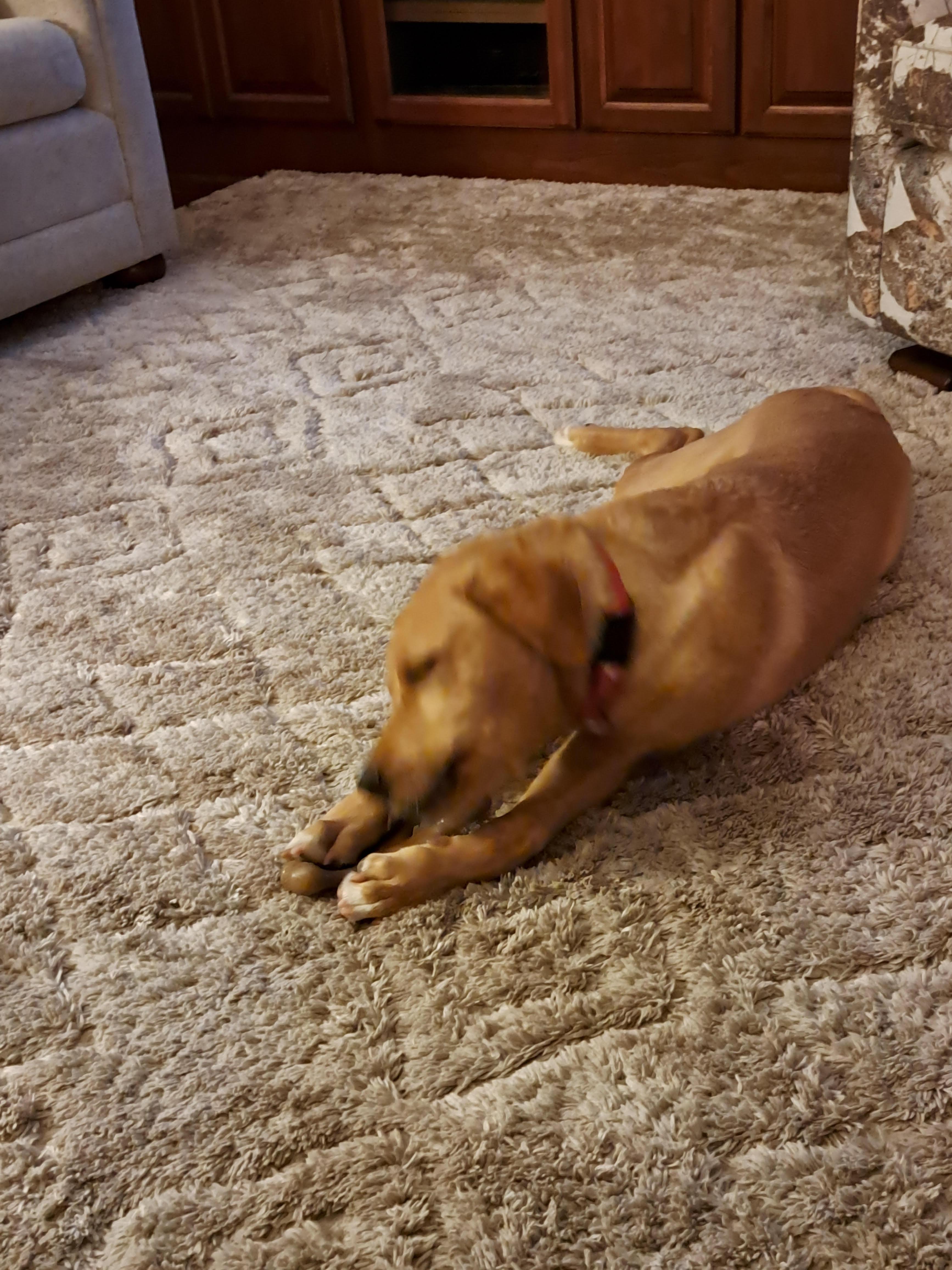 Enlarge Kolt, a Adoptable Labrador Retriever in Indianapolis, IN image 3/3