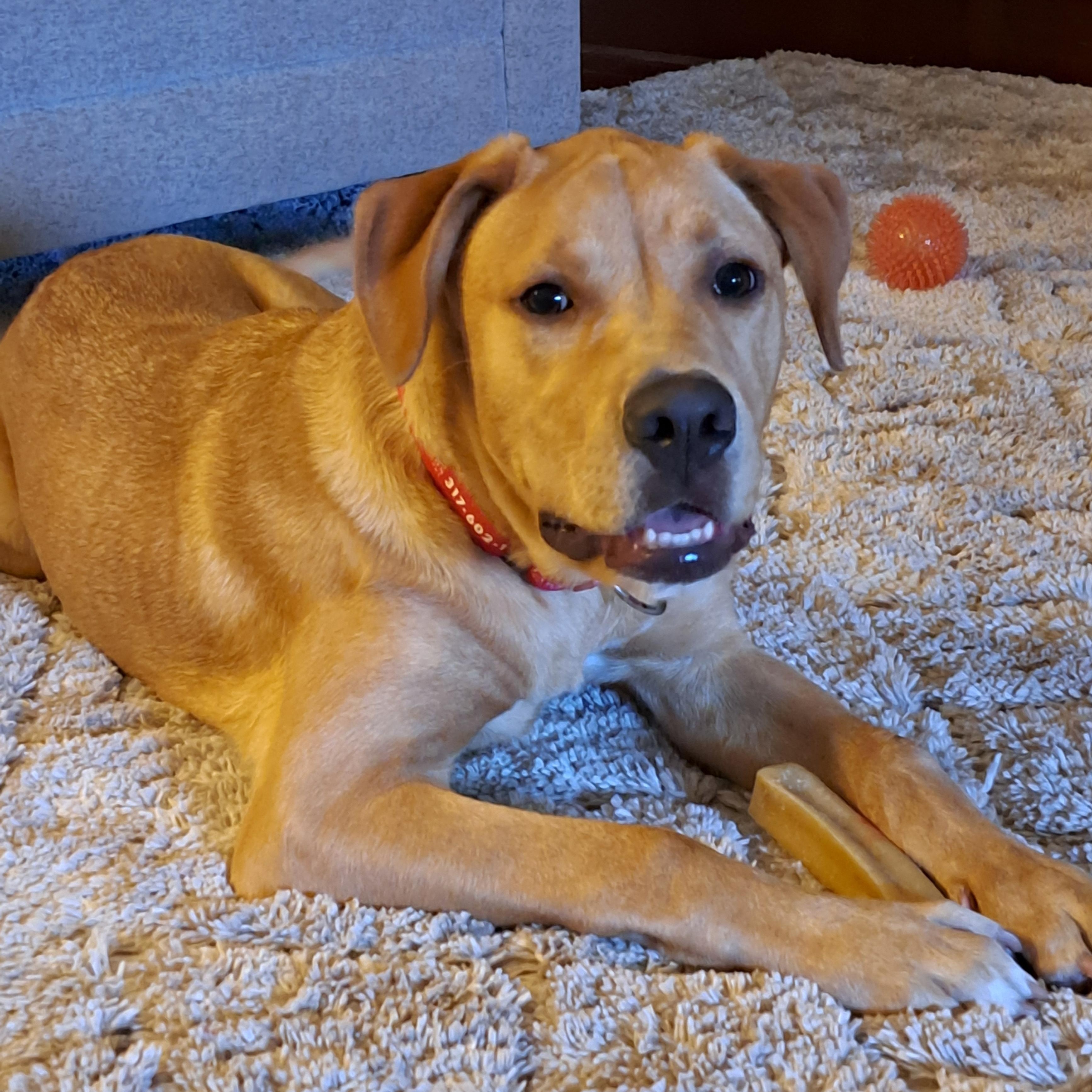 Enlarge Kolt, a Adoptable Labrador Retriever in Indianapolis, IN image 1/3