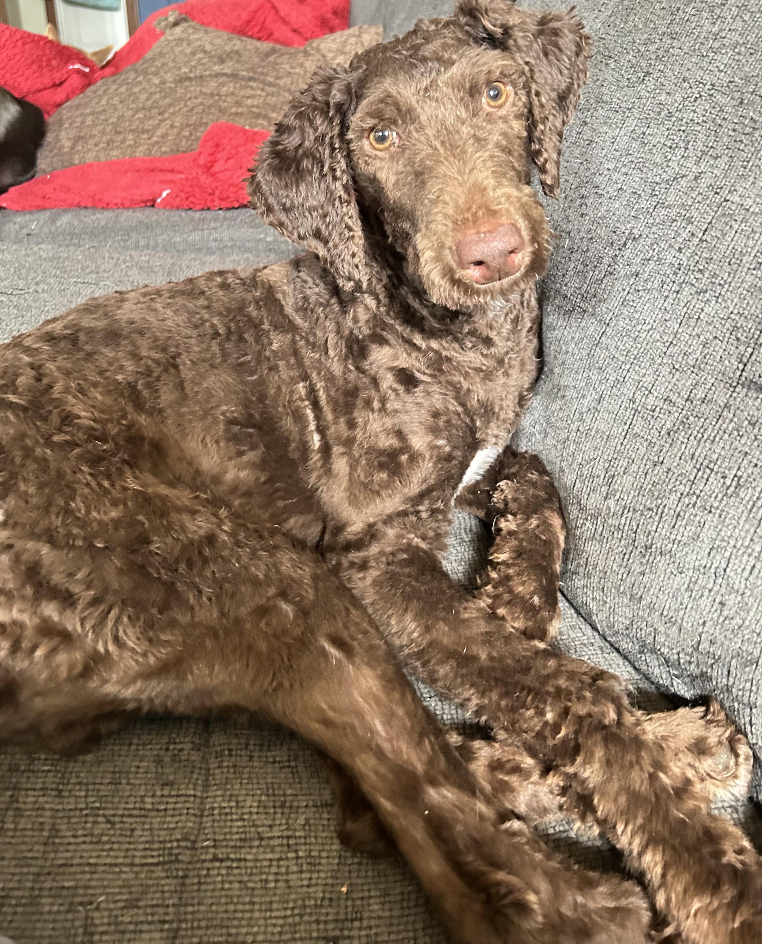 Enlarge Hershey, a hold mixed breed in Aurora, IL image 3/3