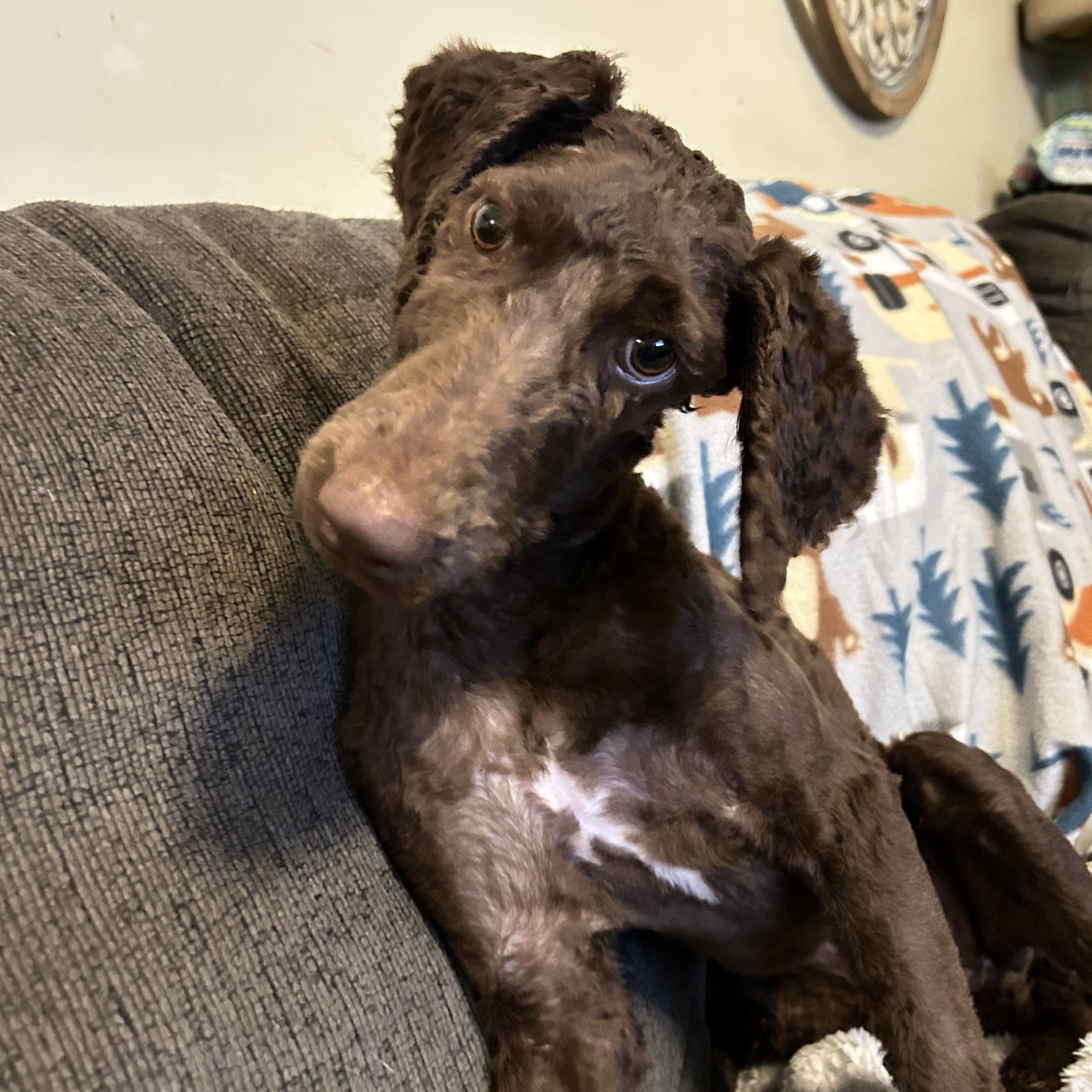 Hershey, Adoptable, Young Male Poodle & Chocolate Labrador Retriever.