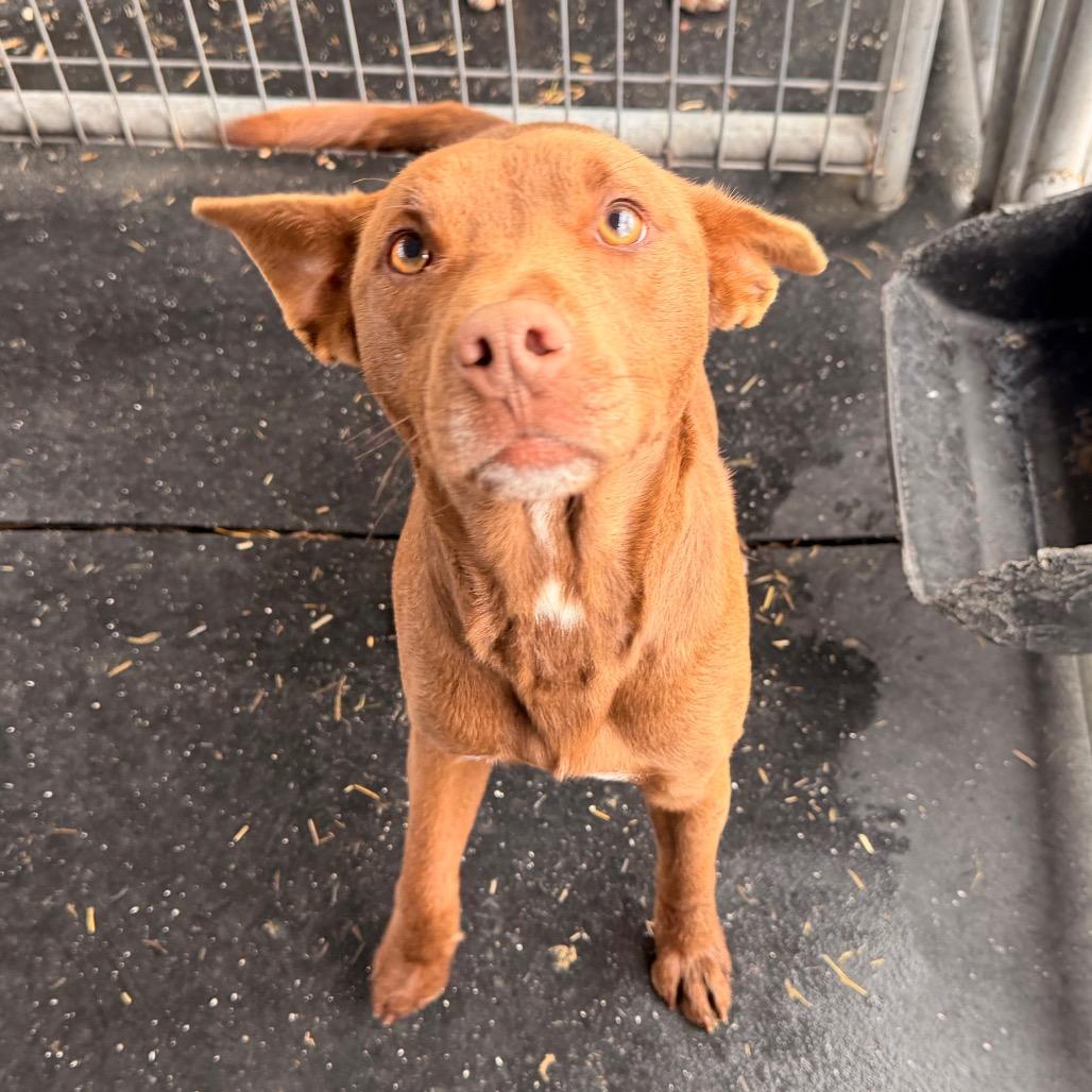 Cooper, Adoptable, Young Male Mixed Breed.