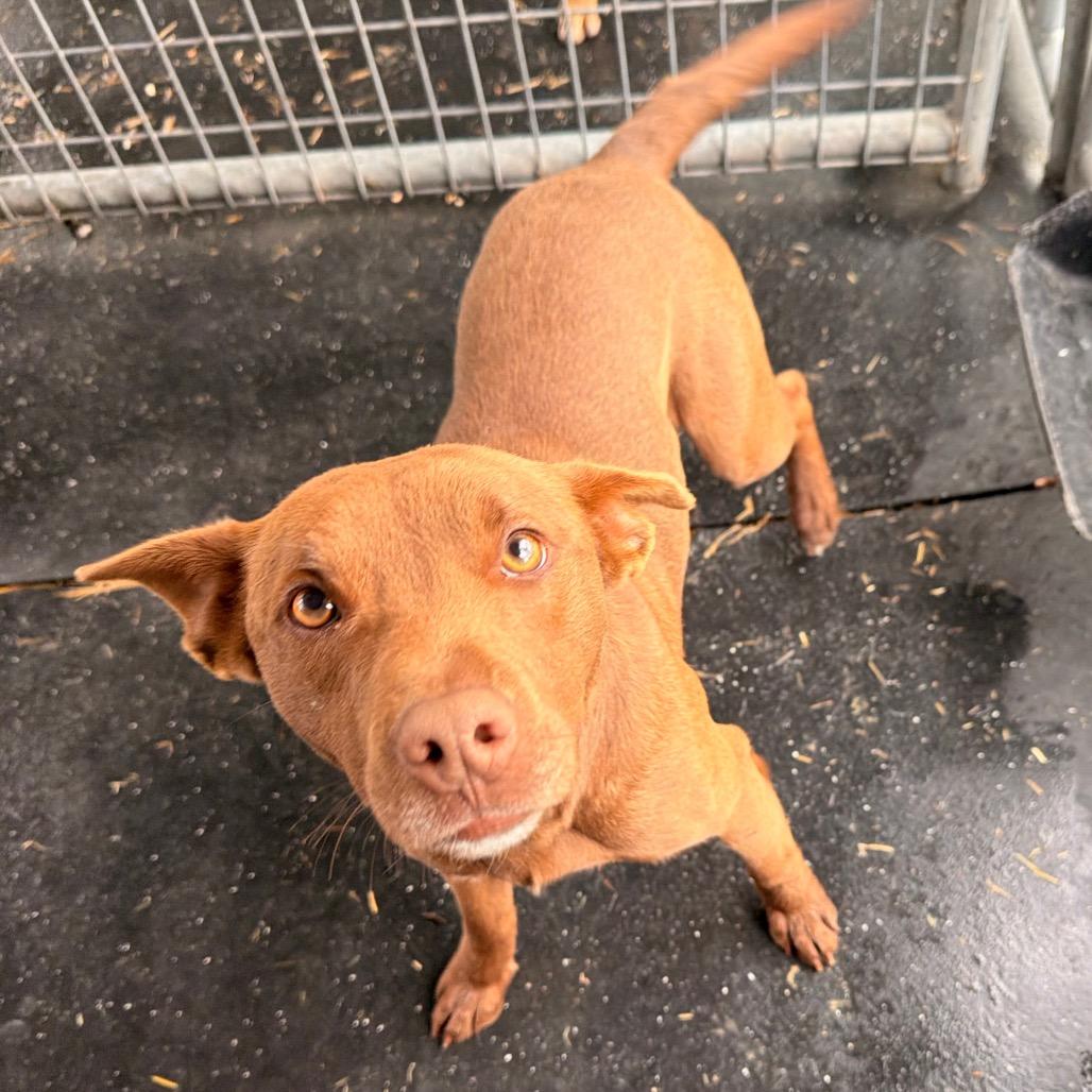 Cooper — thumbnail 2