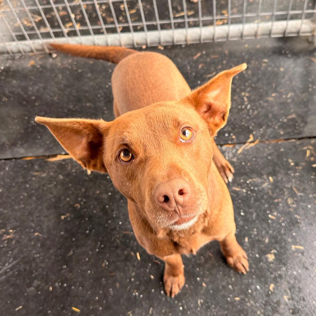 Cooper — thumbnail 3