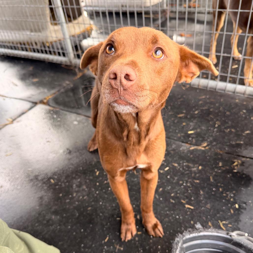 Cooper — thumbnail 4