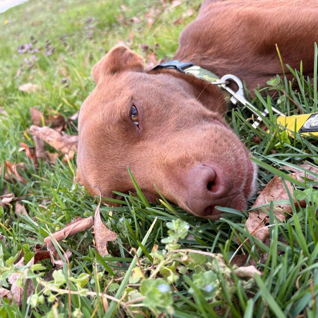 Cooper — thumbnail 5