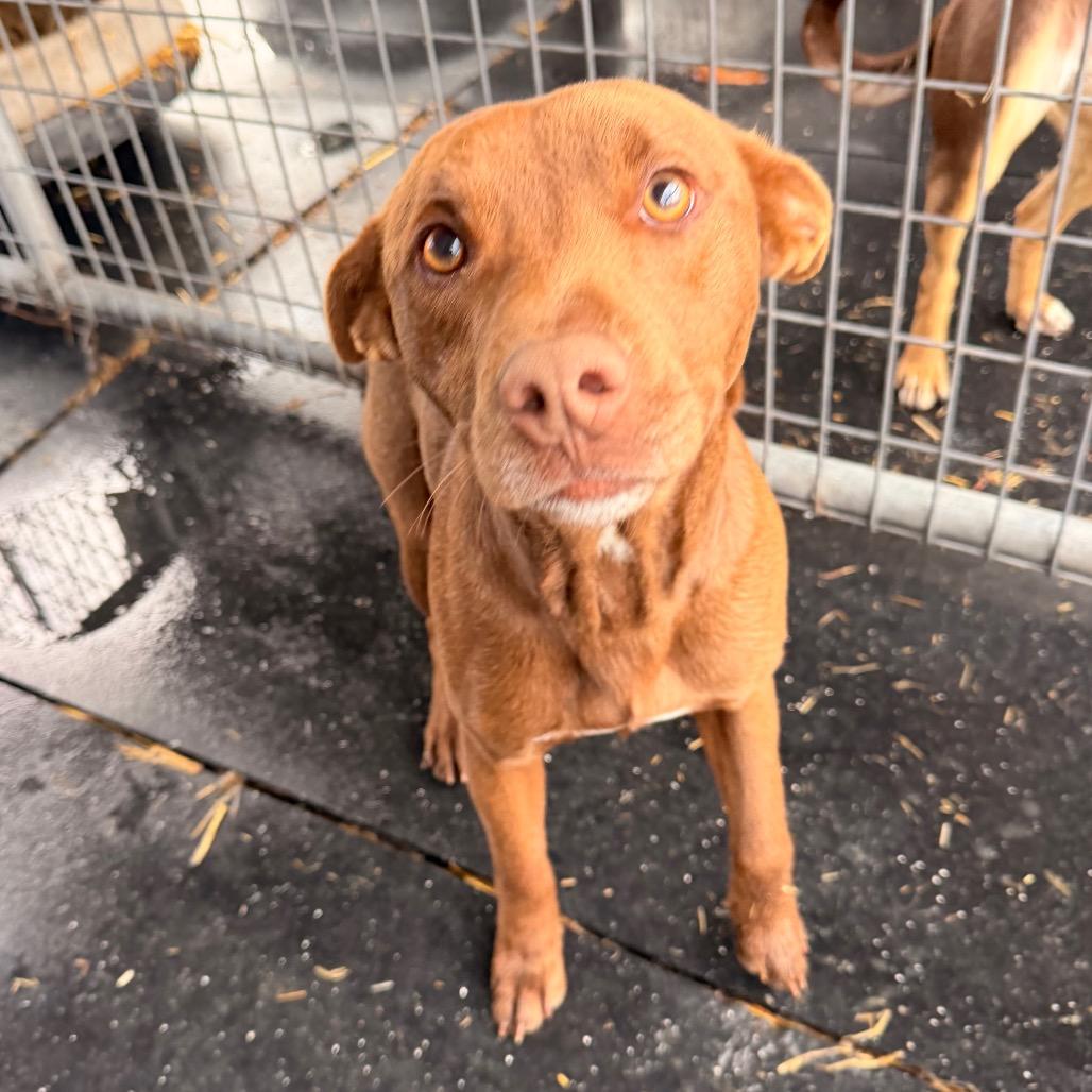 Cooper — thumbnail 6