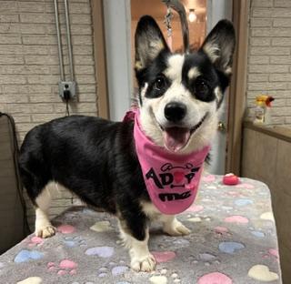 Enlarge Marlie, a Adopted Pembroke Welsh Corgi in Denison, IA image 1/3