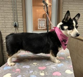 Enlarge Marlie, a Adopted Pembroke Welsh Corgi in Denison, IA image 2/3