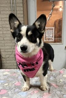 Enlarge Marlie, a Adopted Pembroke Welsh Corgi in Denison, IA image 3/3