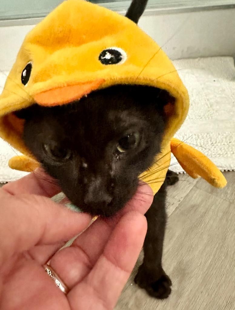 Evie the Bat Cat, Adopted, Young Female Domestic Short Hair.