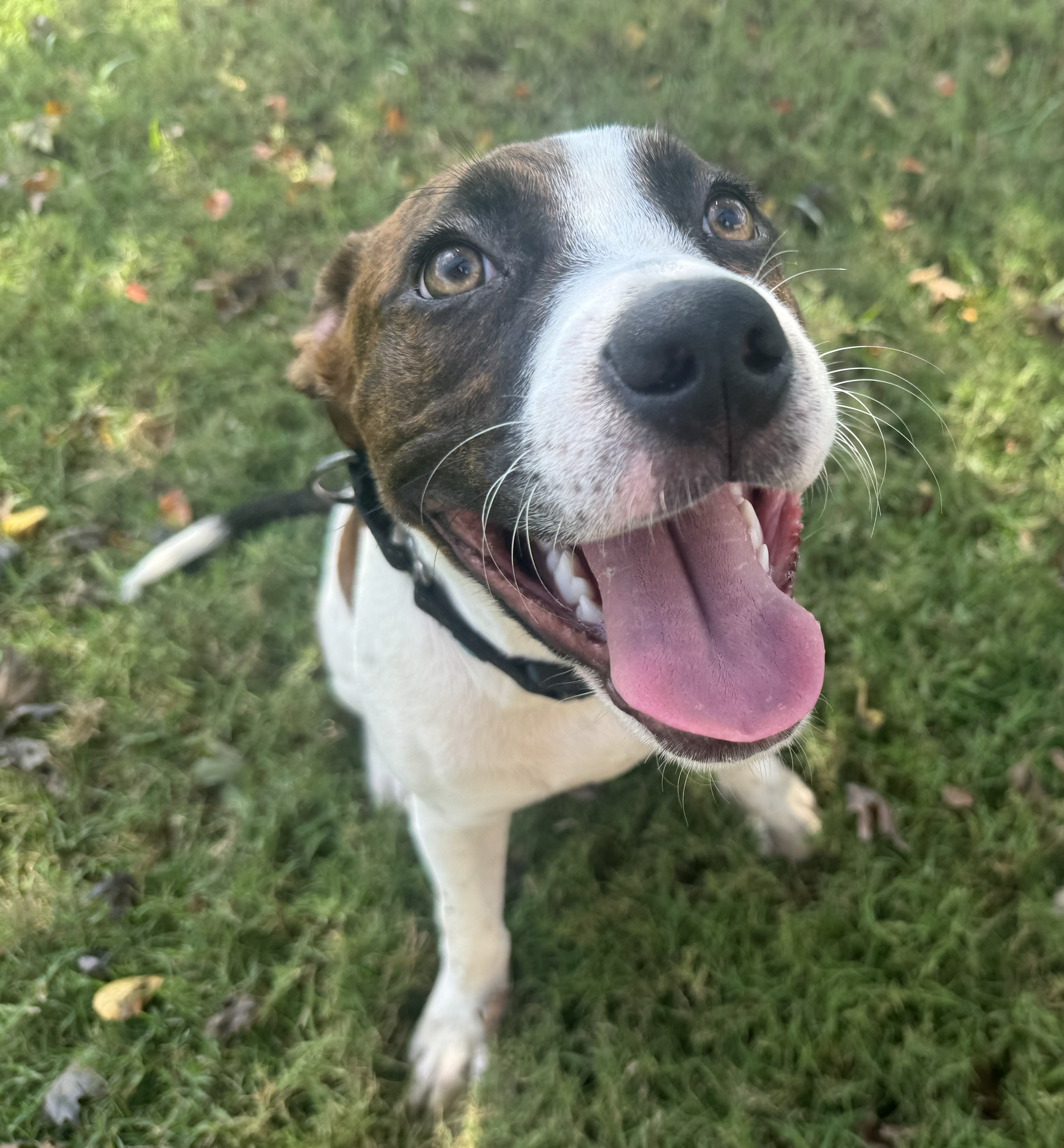 Dog for adoption Raven, a Mixed Breed in Charlotte, NC Petfinder