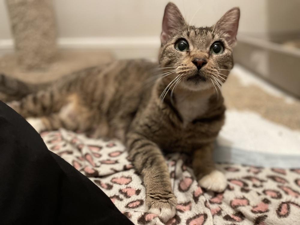 Brunch, Adoptable, Young Female Tabby.