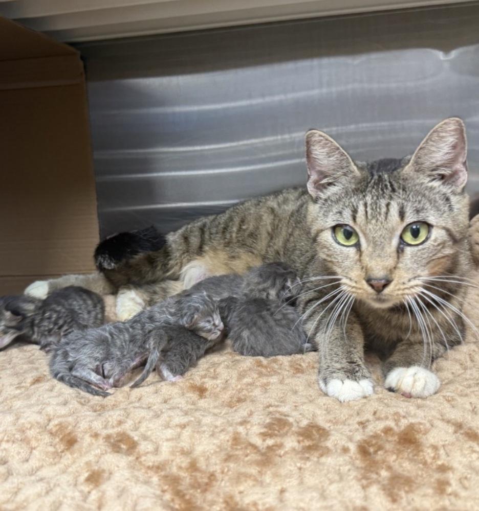 Enlarge Brunch, a Adoptable Tabby in Bronx, NY image 2/3
