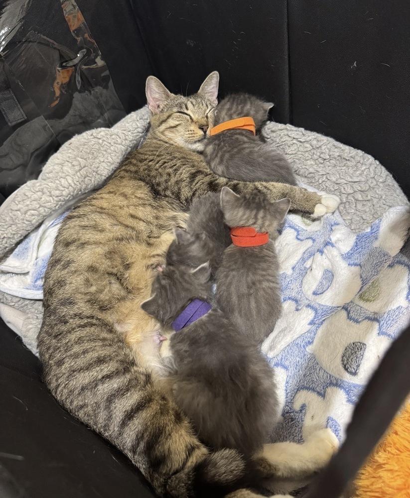 Enlarge Brunch, a Adoptable Tabby in Bronx, NY image 3/3