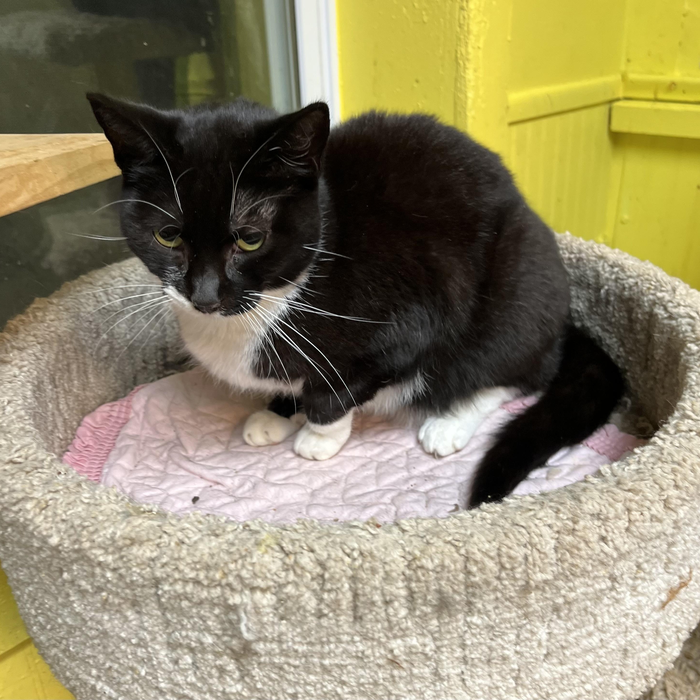 Tarot, an adoptable Domestic Short Hair in Cortland, NY, 13045 | Photo Image 4