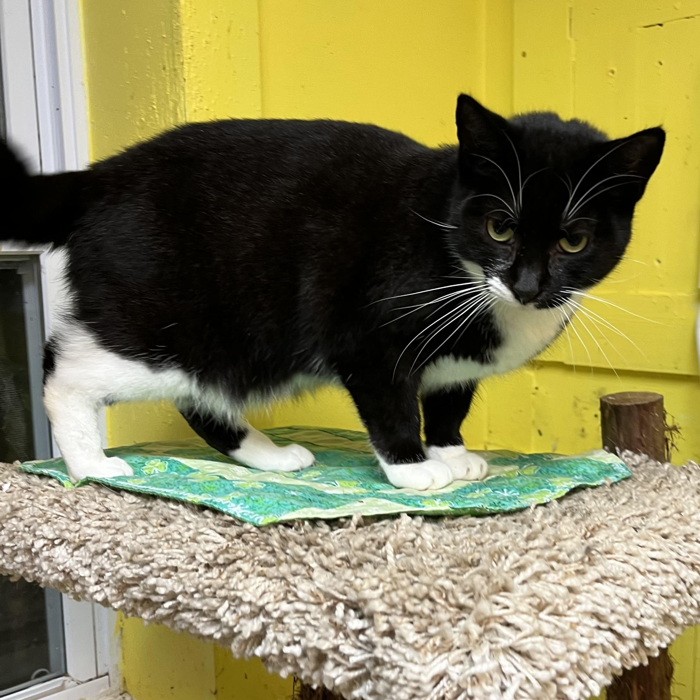 Tarot, an adoptable Domestic Short Hair in Cortland, NY, 13045 | Photo Image 3