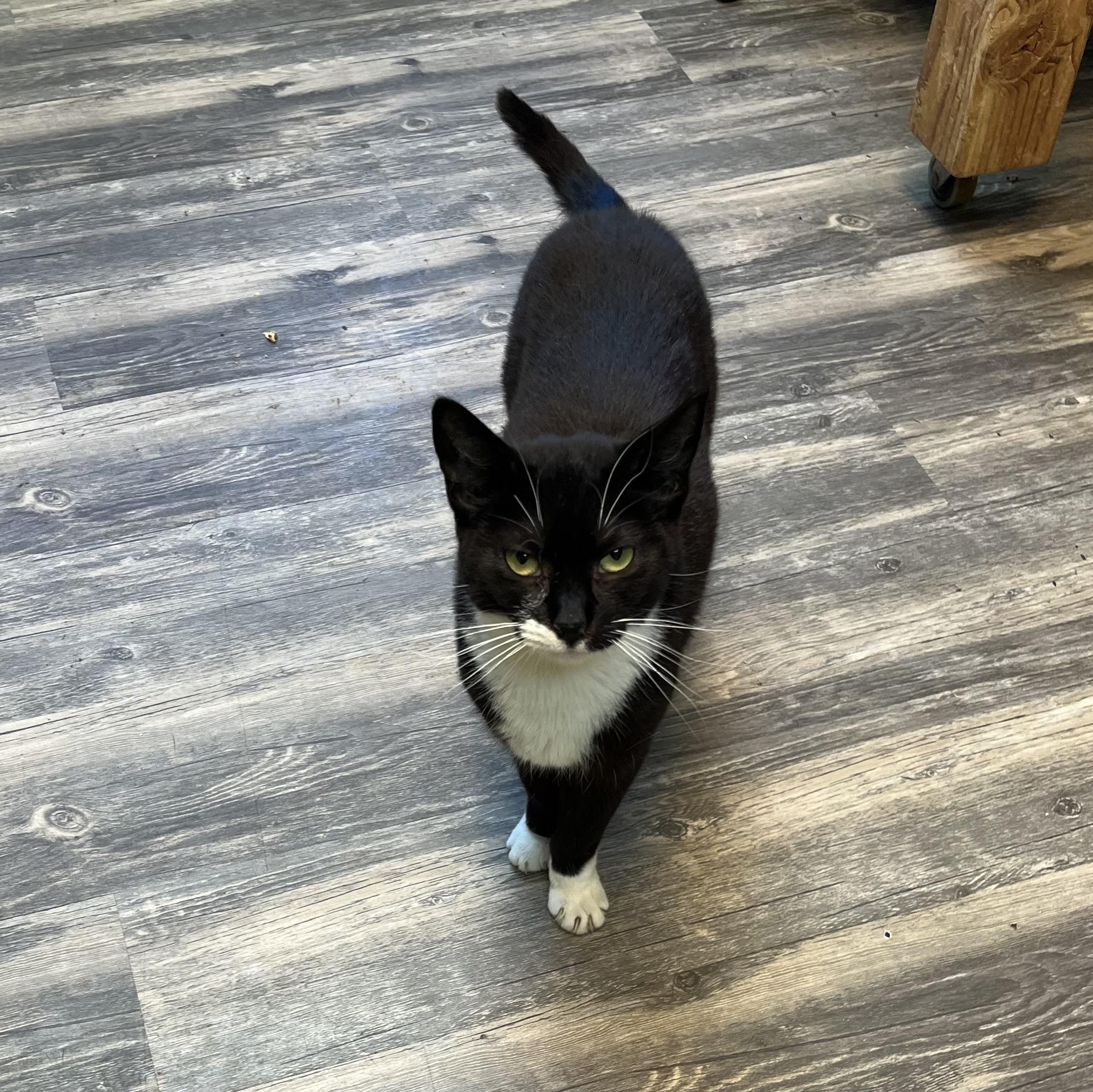 Tarot, a Adoptable Domestic Short Hair in Cortland, NY image 6/6