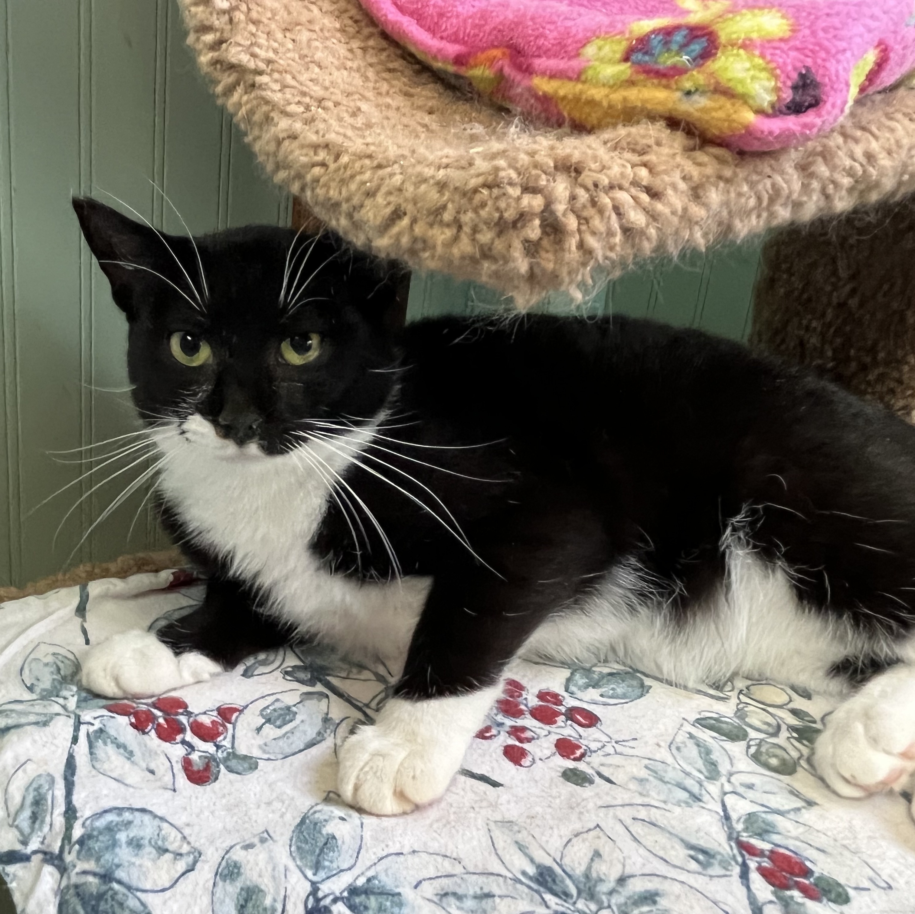 Tarot, a Adoptable Domestic Short Hair in Cortland, NY image 2/6