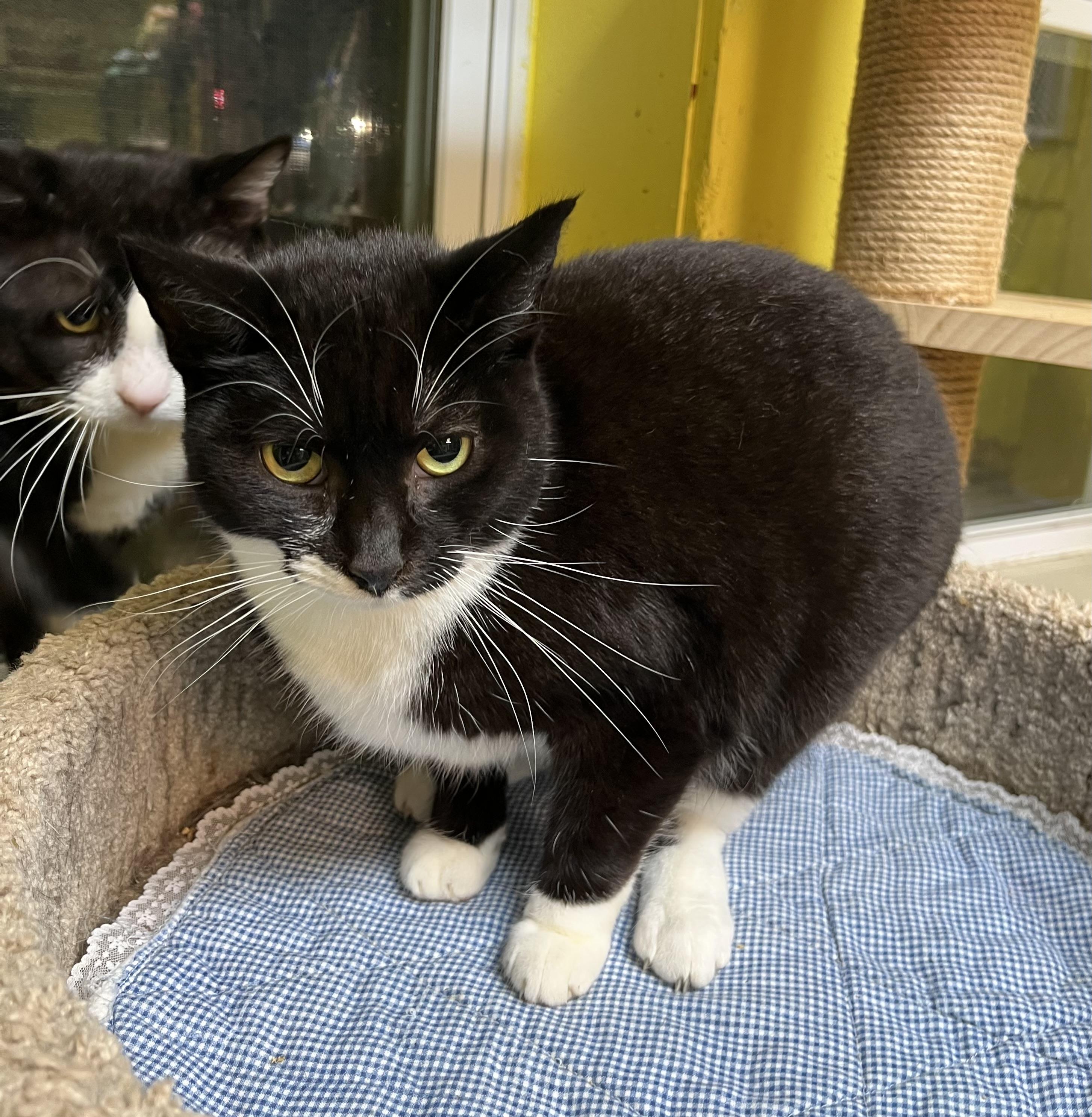 Tarot, a Adoptable Domestic Short Hair in Cortland, NY image 5/6