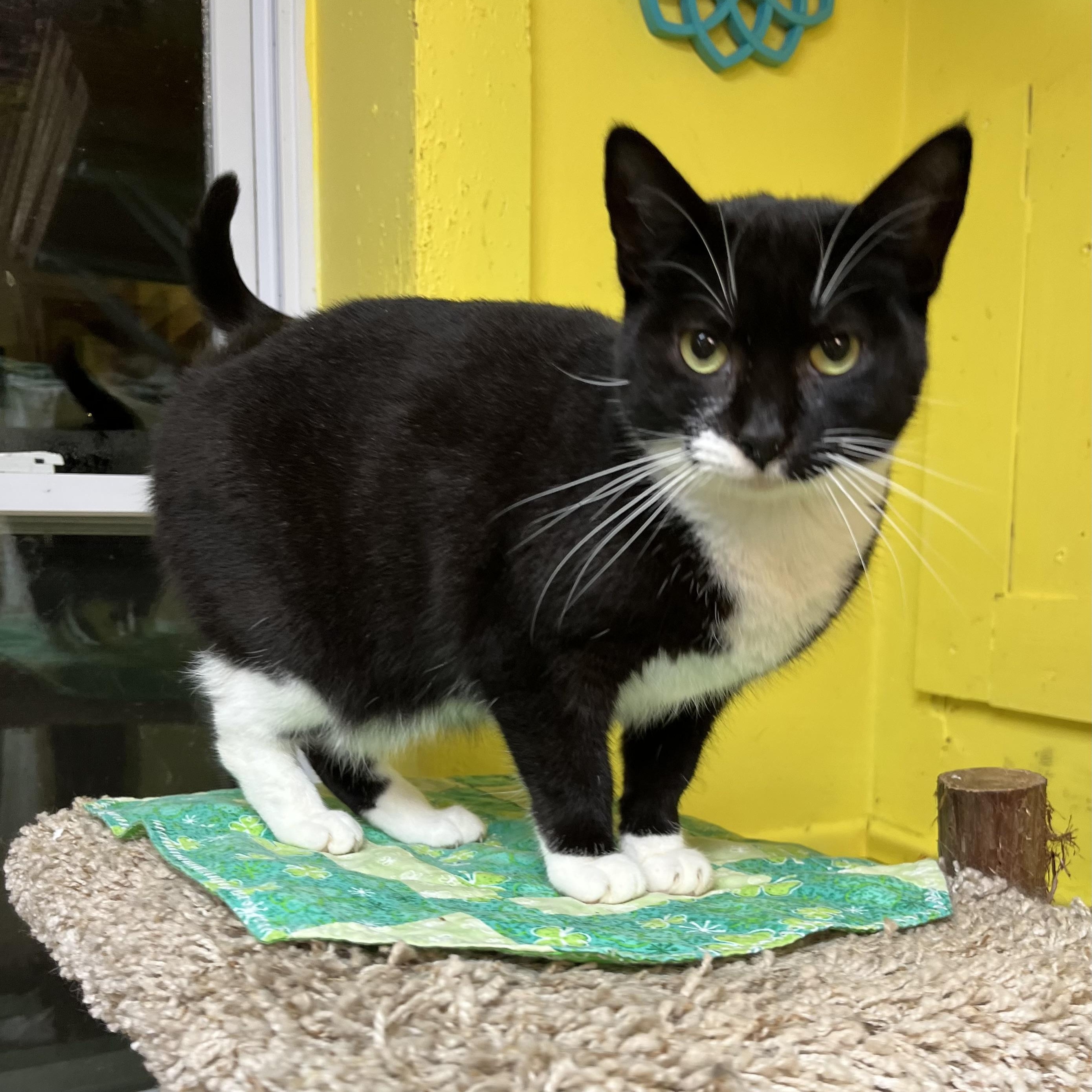 Tarot, Adoptable, Adult Female Domestic Short Hair.