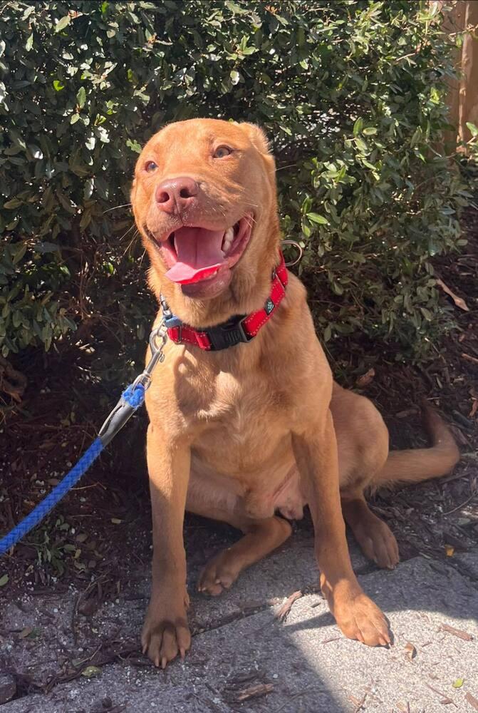 Enlarge Larry, a Adoptable mixed breed in Acworth, GA image 1/4