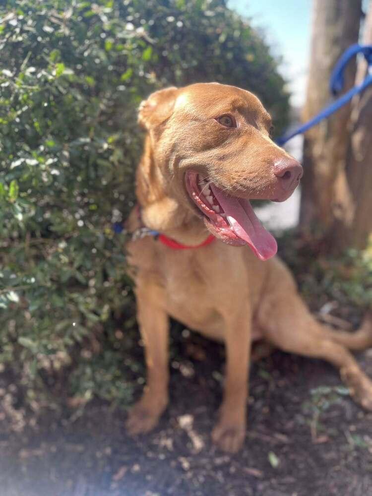 Enlarge Larry, a Adoptable mixed breed in Acworth, GA image 2/4