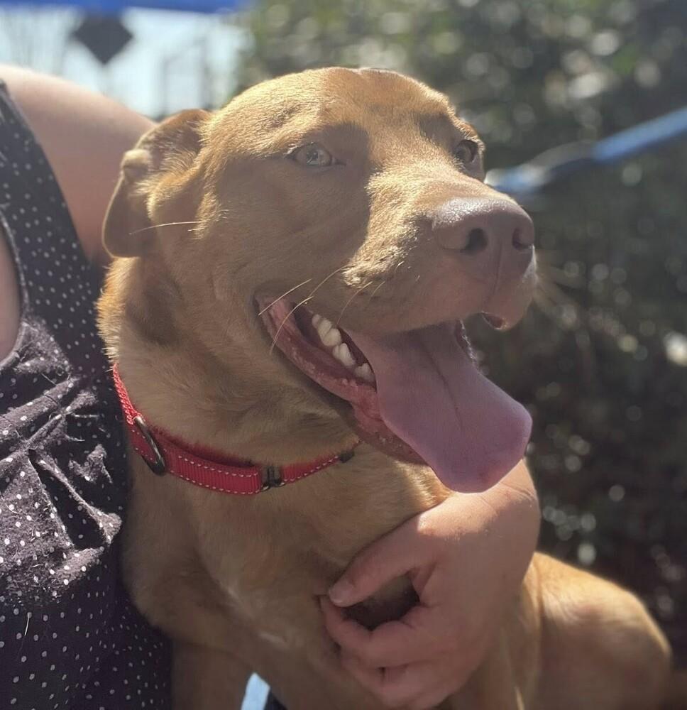 Enlarge Larry, a Adoptable mixed breed in Acworth, GA image 3/4