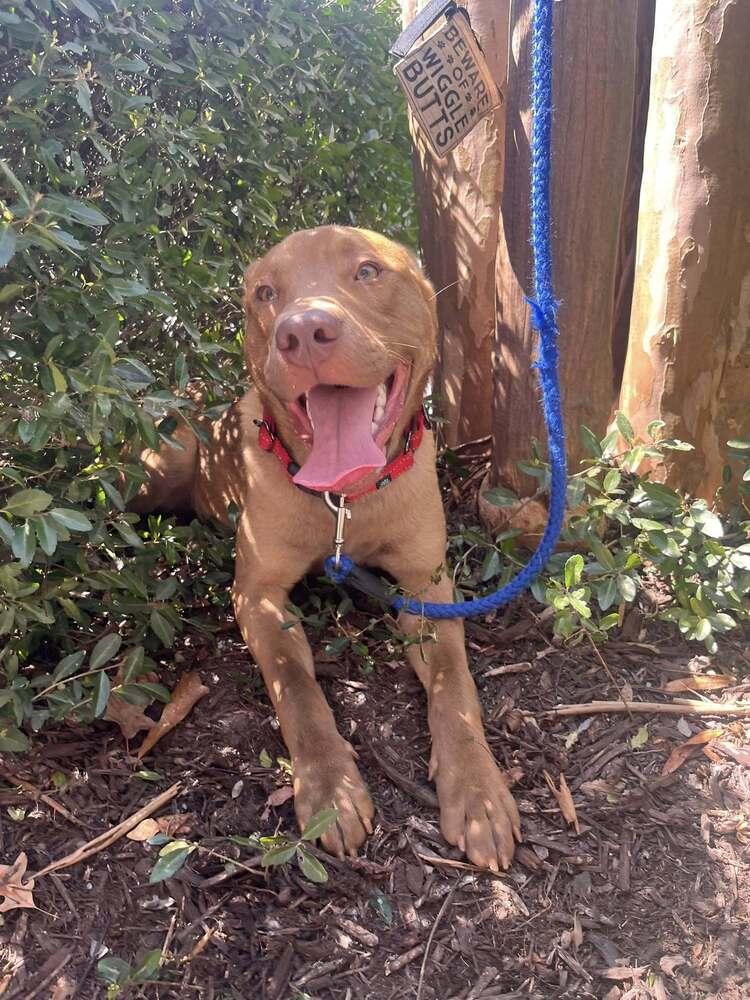 Enlarge Larry, a Adoptable mixed breed in Acworth, GA image 4/4