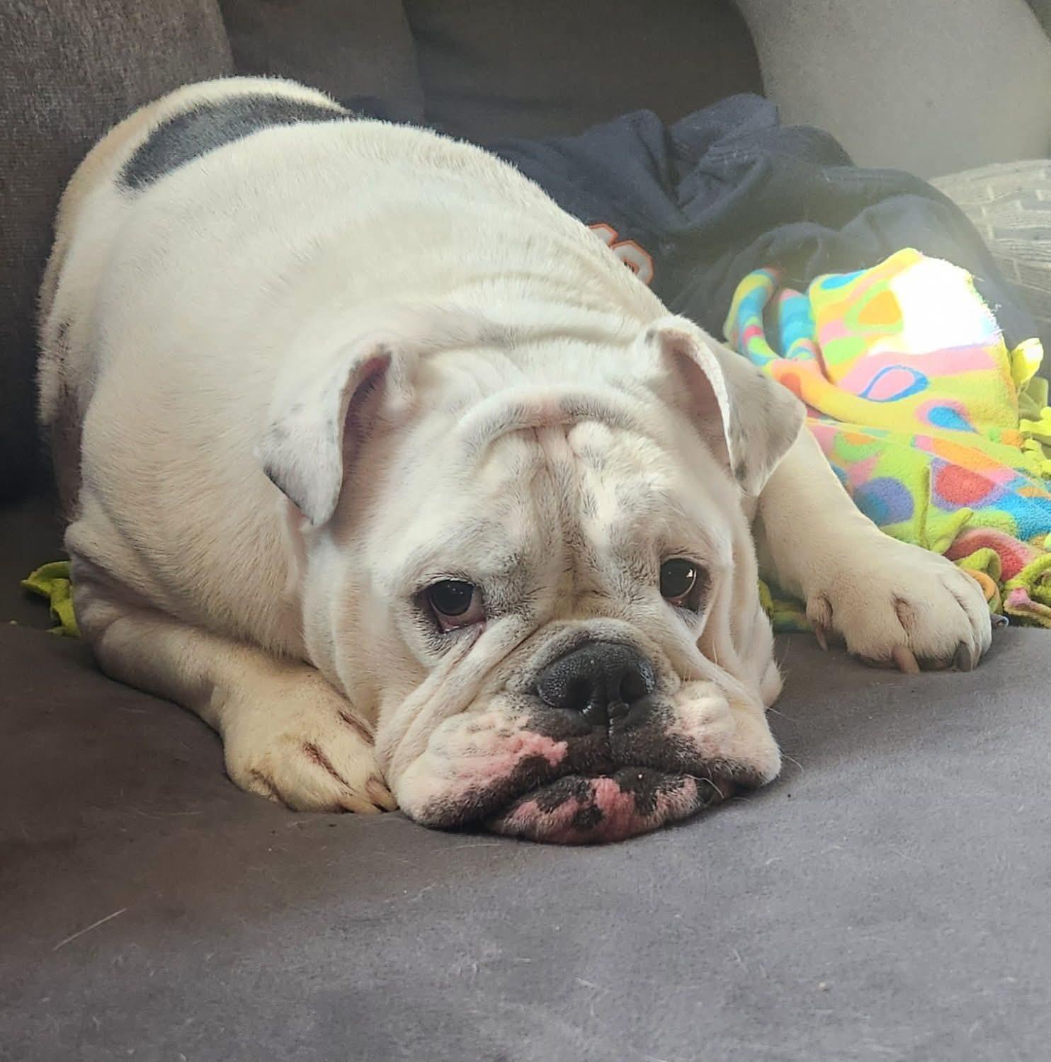 Enlarge Jelly Roll, a ADOPTABLE English Bulldog in Madrid, IA image 1/4