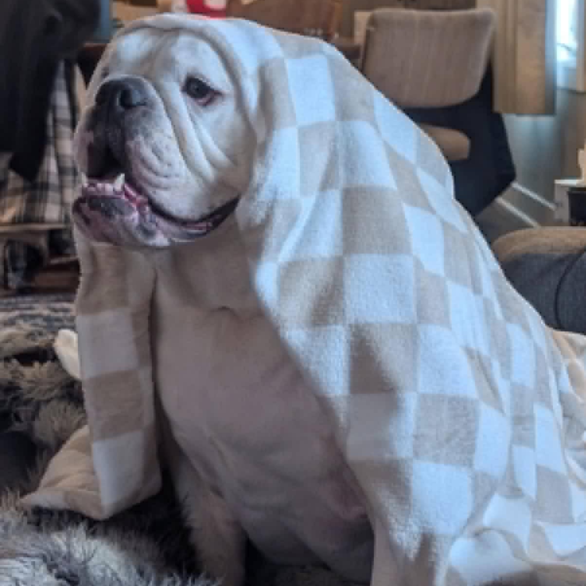 Jelly Roll, ADOPTABLE, Adult Male English Bulldog.