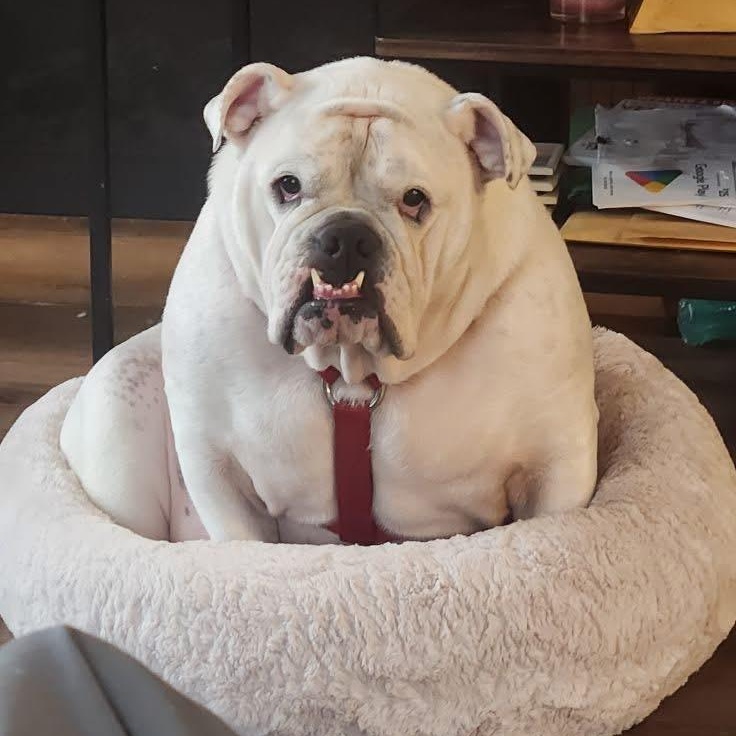 Enlarge Jelly Roll, a ADOPTABLE English Bulldog in Madrid, IA image 2/4