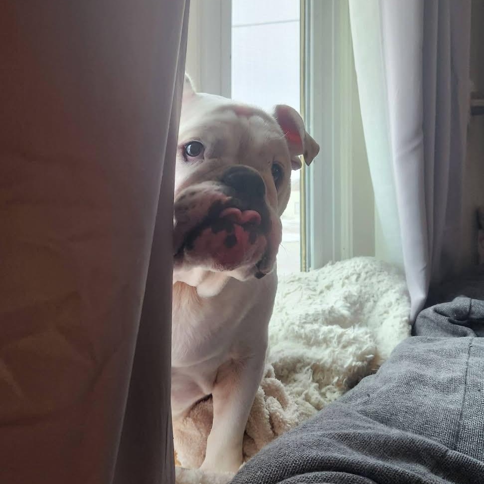 Enlarge Jelly Roll, a ADOPTABLE English Bulldog in Madrid, IA image 3/4