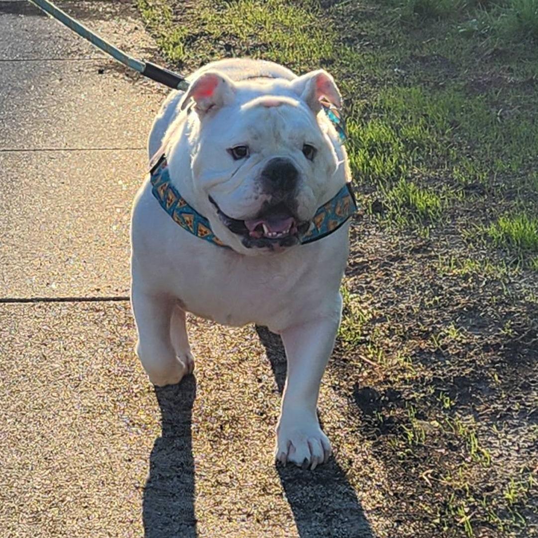 Jelly Roll, ADOPTABLE, Adult Male English Bulldog.