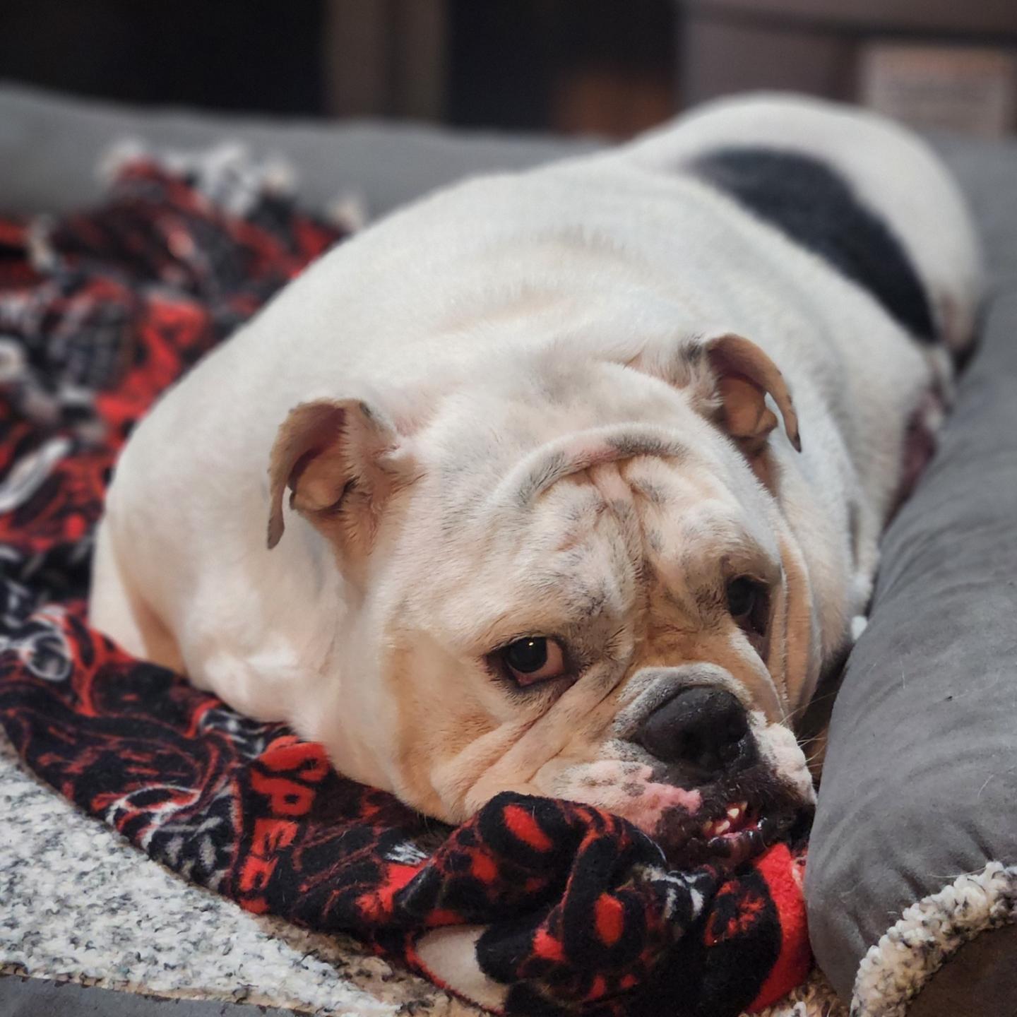Enlarge Jelly Roll, a ADOPTABLE English Bulldog in Madrid, IA image 4/4