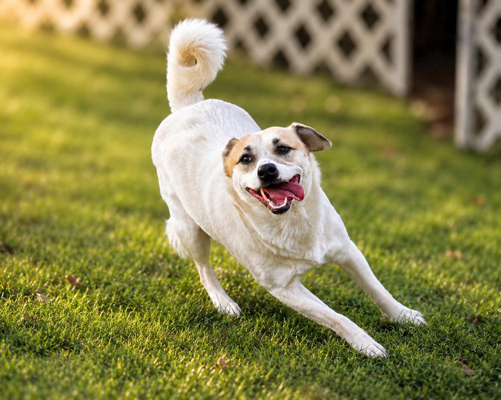 Patches, Adoptable, Young Female Mixed Breed.