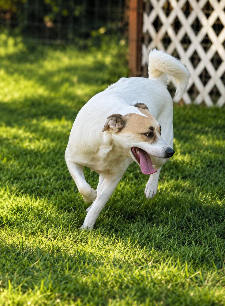 Enlarge Patches, a Adoptable mixed breed in Wilton, CA image 2/5