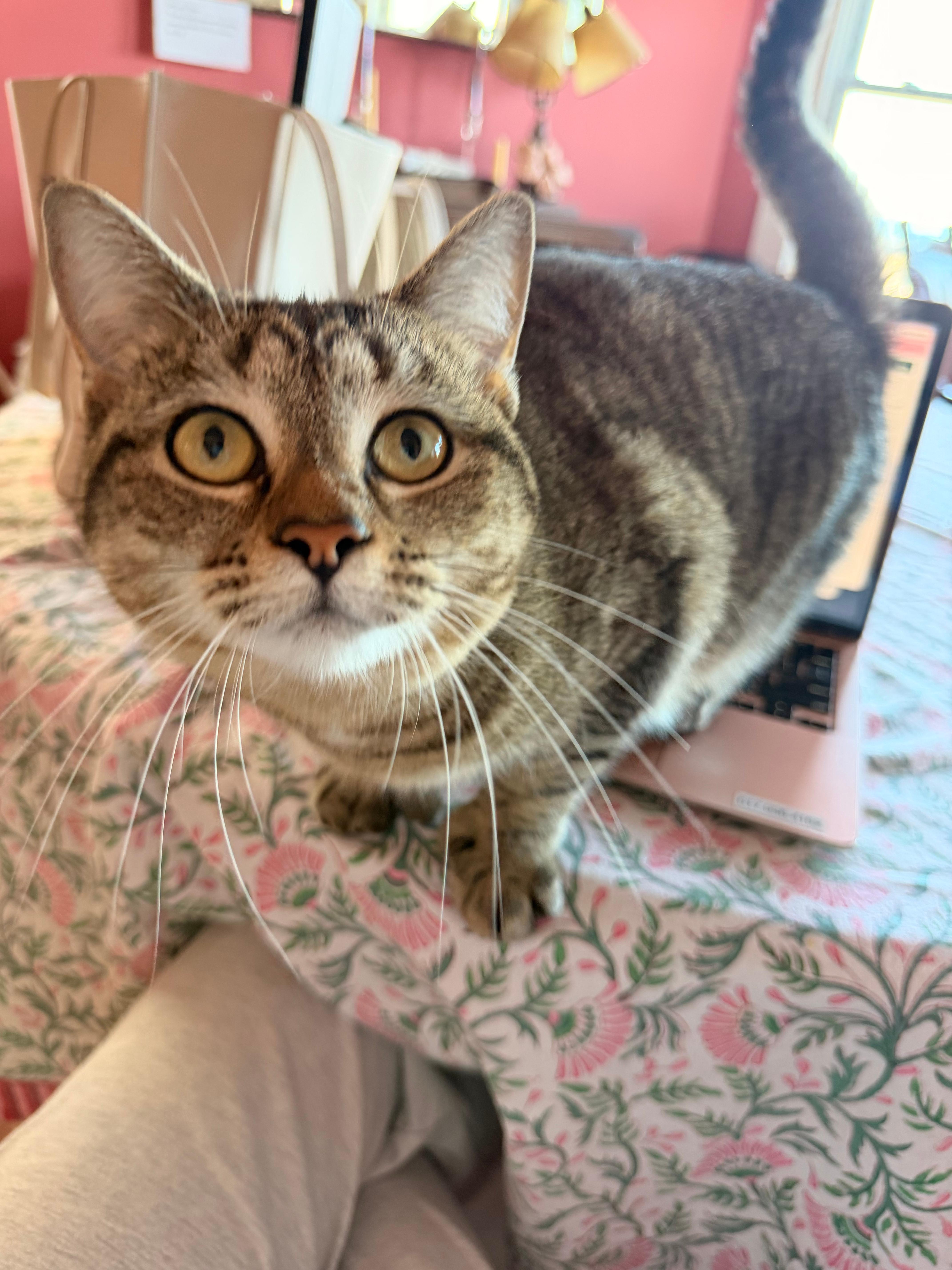 Princess, Adoptable, Adult Female Domestic Short Hair.
