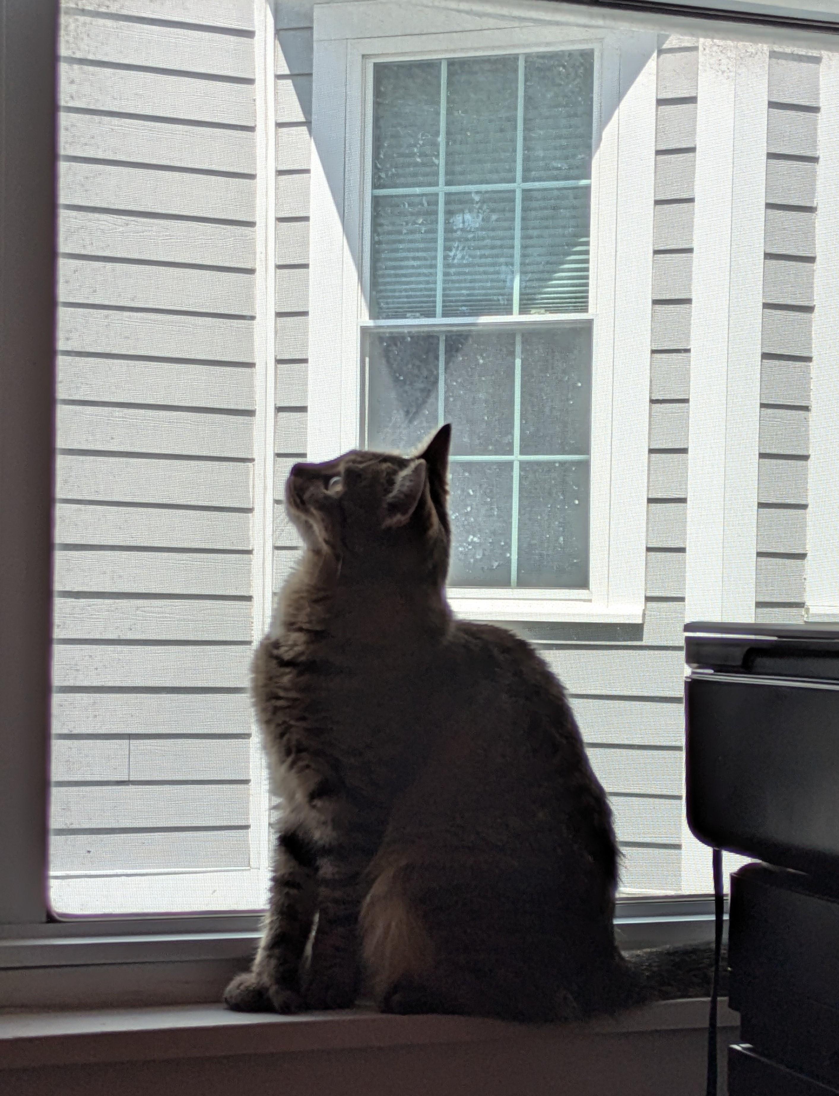 Enlarge Princess, a Adoptable Domestic Short Hair in Melrose, MA image 4/6