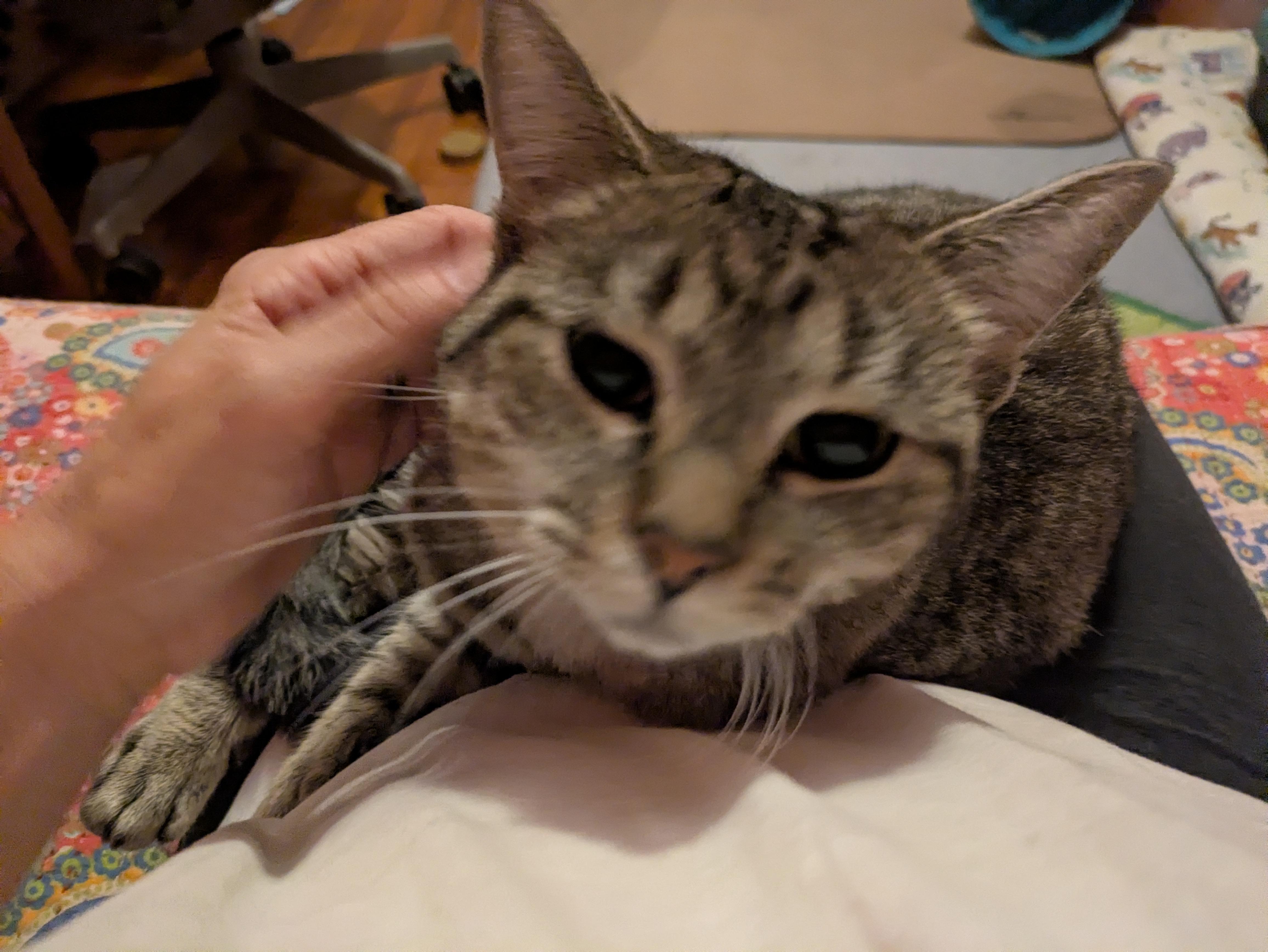 Enlarge Princess, a Adoptable Domestic Short Hair in Melrose, MA image 5/6