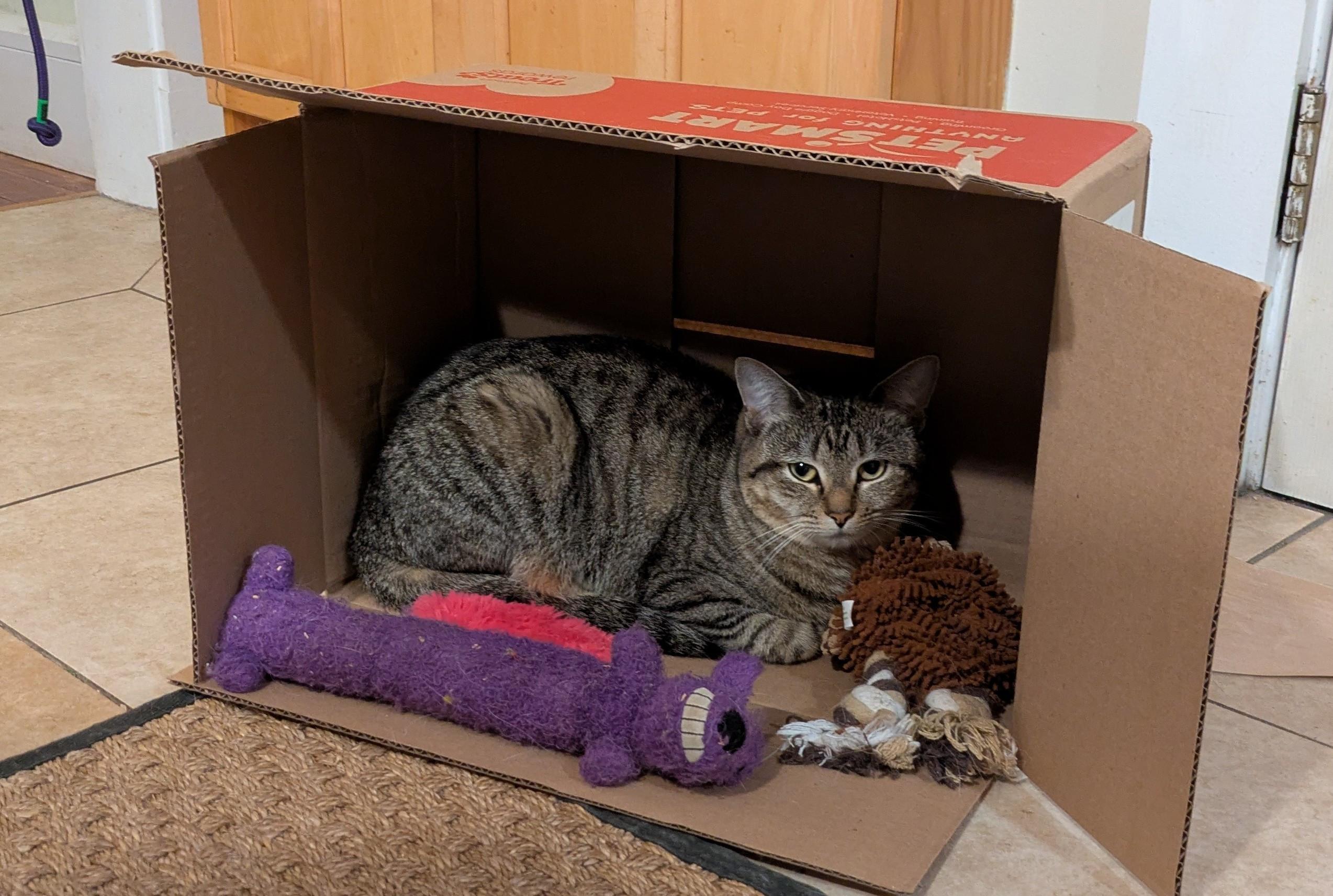 Enlarge Princess, a Adoptable Domestic Short Hair in Melrose, MA image 2/6