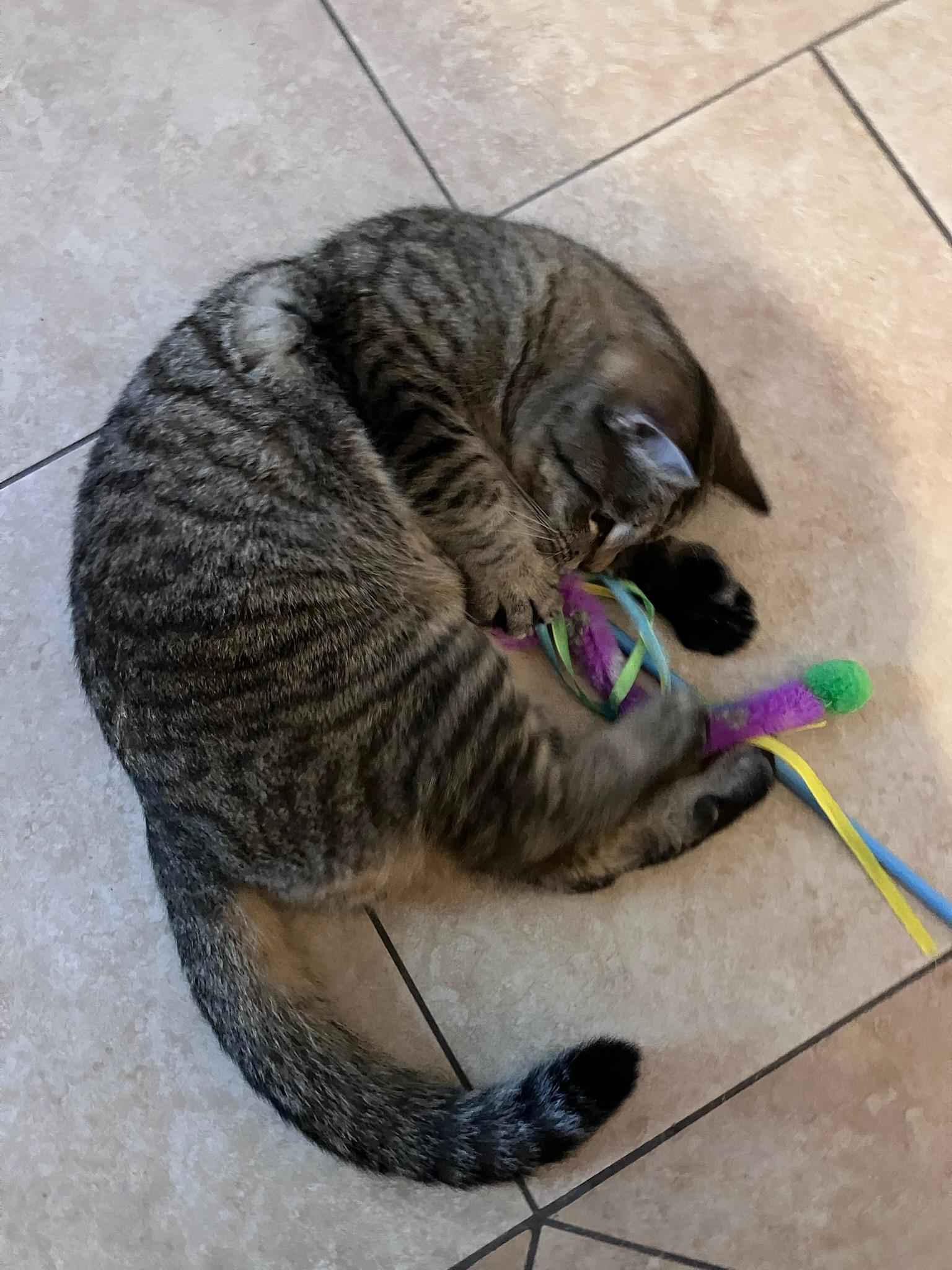 Enlarge Princess, a Adoptable Domestic Short Hair in Melrose, MA image 3/6